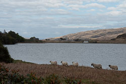 20180506Scotland0041.jpg 20180506Scotland0041.jpg