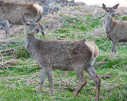 20180507Scotland0067.jpg 20180507Scotland0067.jpg