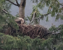 20180508Scotland0088.jpg 20180508Scotland0088.jpg