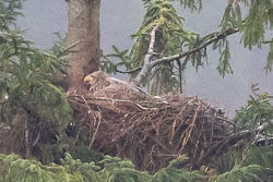 20180508Scotland0093.jpg 20180508Scotland0093.jpg