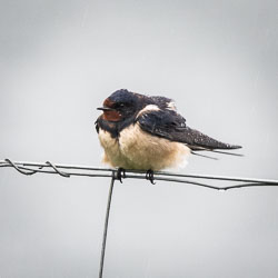 20180509Scotland0110.jpg 20180509Scotland0110.jpg