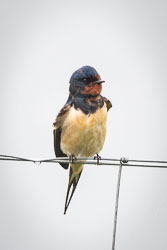 20180509Scotland0111.jpg 20180509Scotland0111.jpg