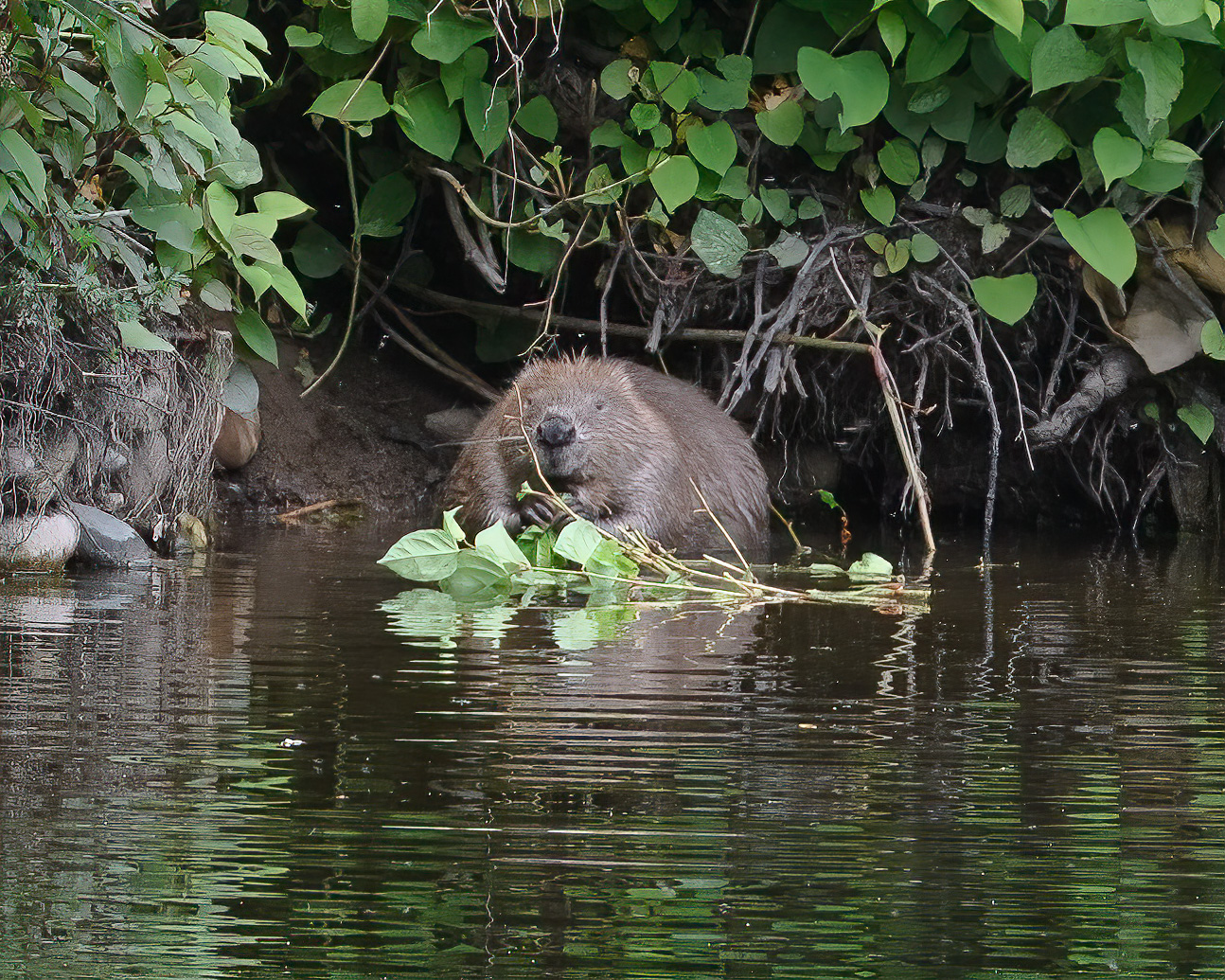 20210614Beavers0013-Edit-2-Edit.jpg