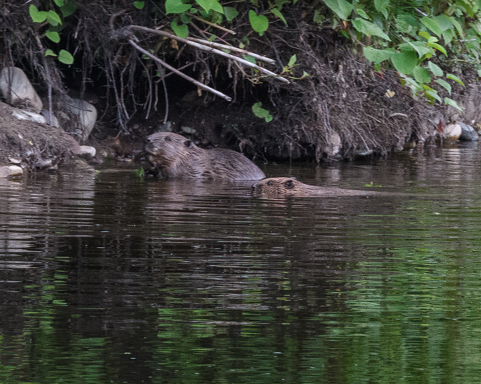 20210614Beavers0051-Edit.jpg