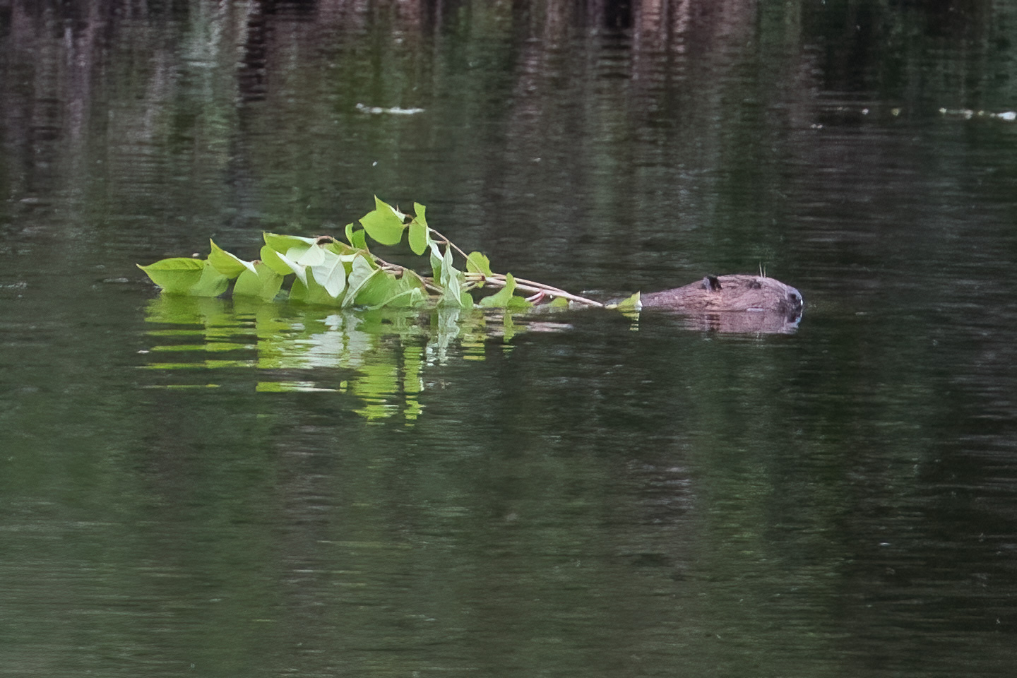 20210614Beavers0066-Edit.jpg