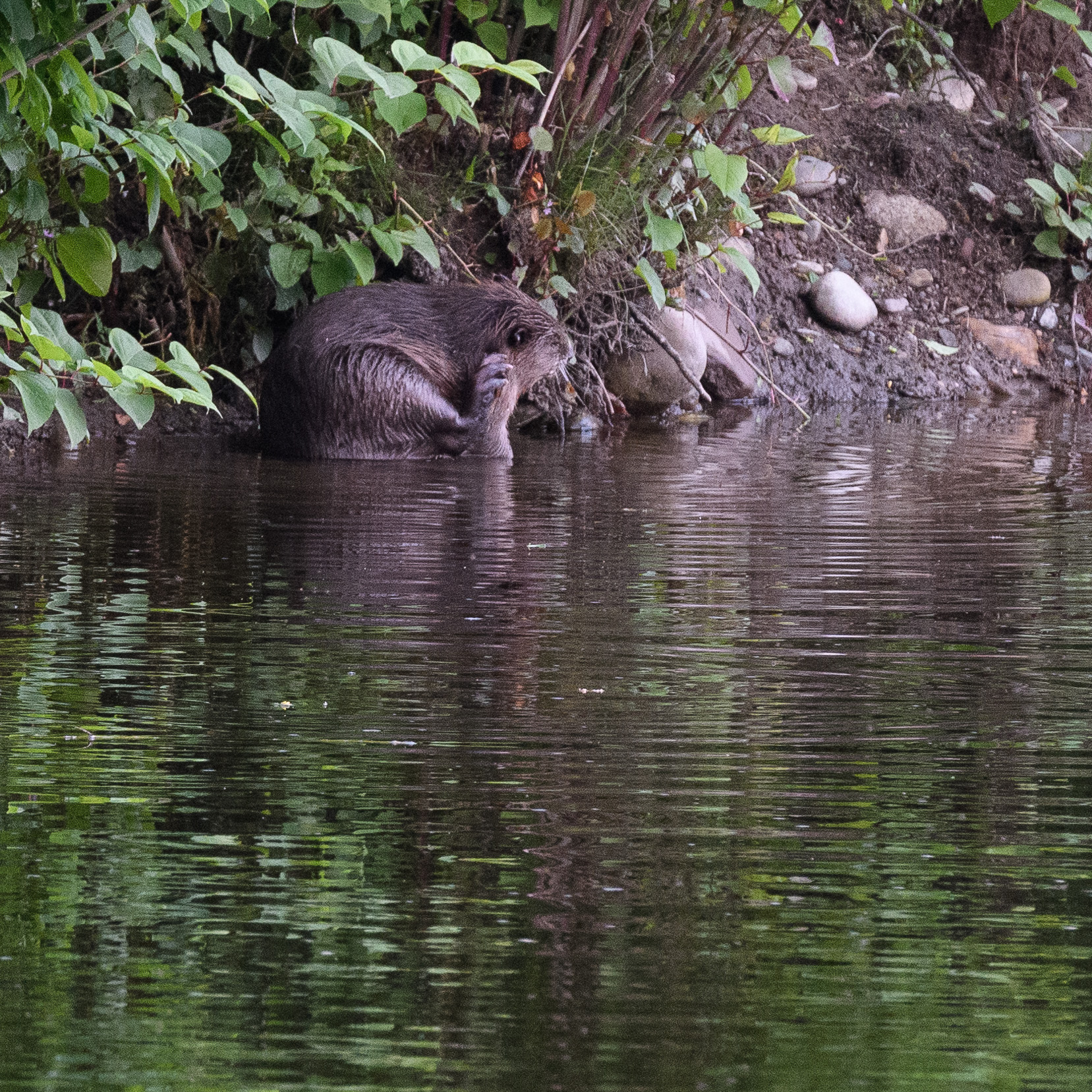 20210614Beavers0076.jpg