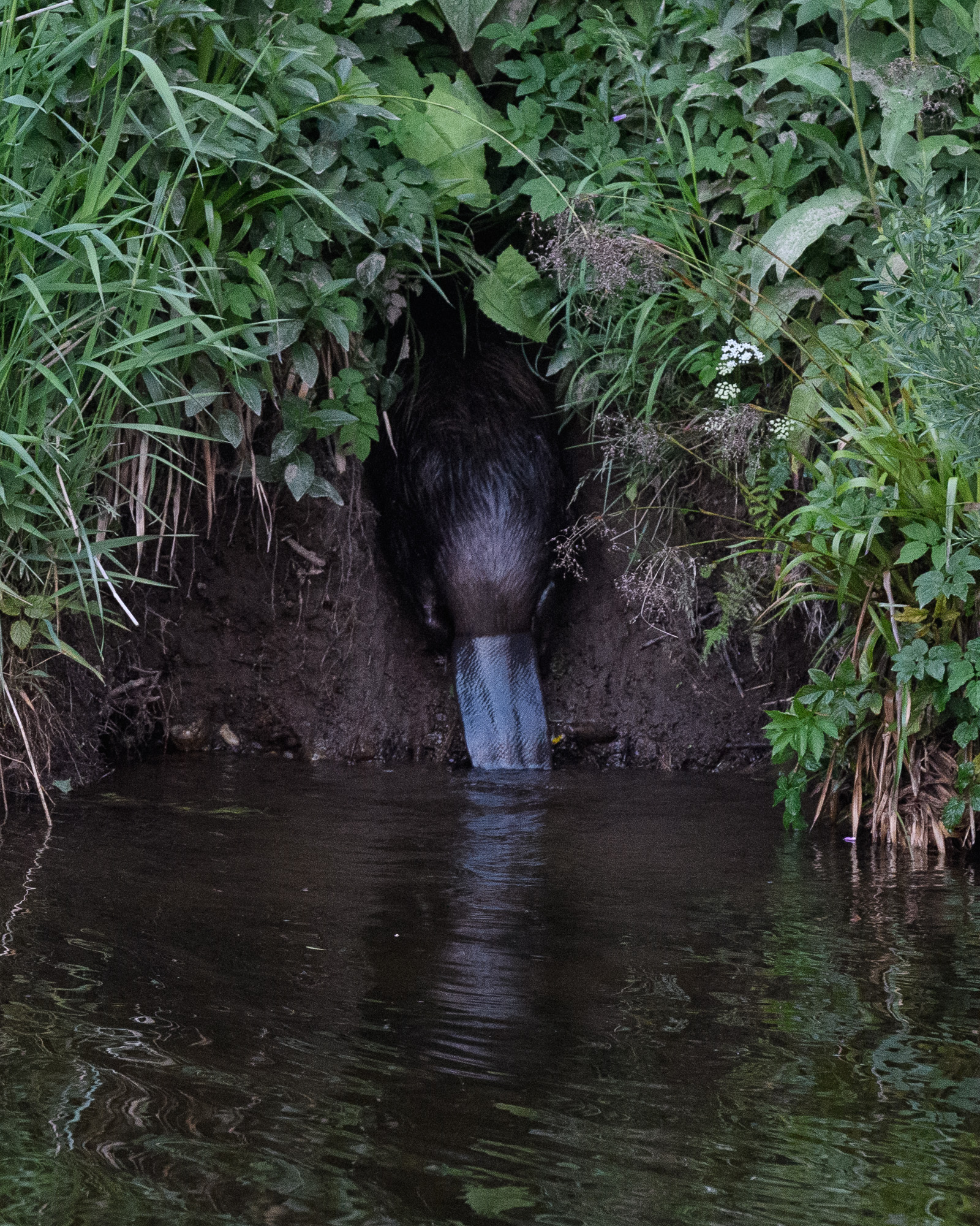 20210614Beavers0089.jpg