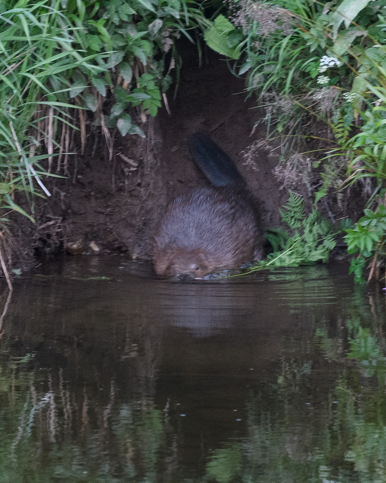 20210614Beavers0092-Edit.jpg