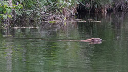 20210614Beavers0045.jpg