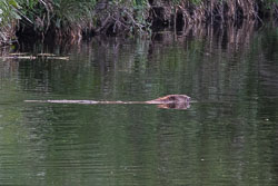 20210614Beavers0046.jpg