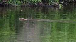 Beavers on the River Ericht Beavers on the River Ericht