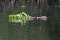 20210614Beavers0066-Edit.jpg