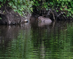 Beavers on the River Ericht