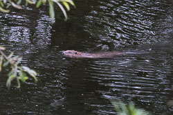 20210614Beavers0088.jpg