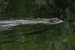 20210614Beavers0098-Edit.jpg 20210614Beavers0098-Edit.jpg