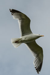 20210608Lunga0157.jpg 20210608Lunga0157.jpg