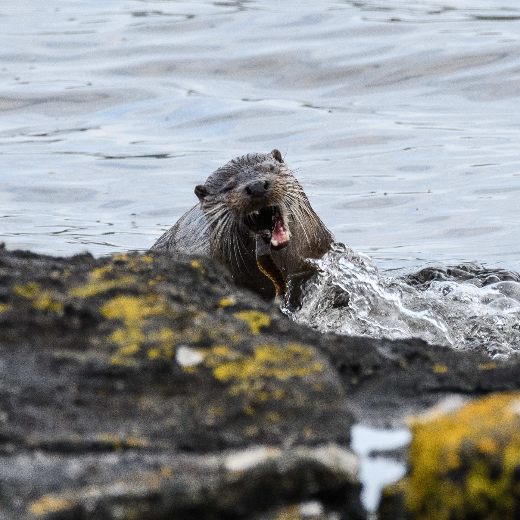 20210610Mull-Otter0028.jpg