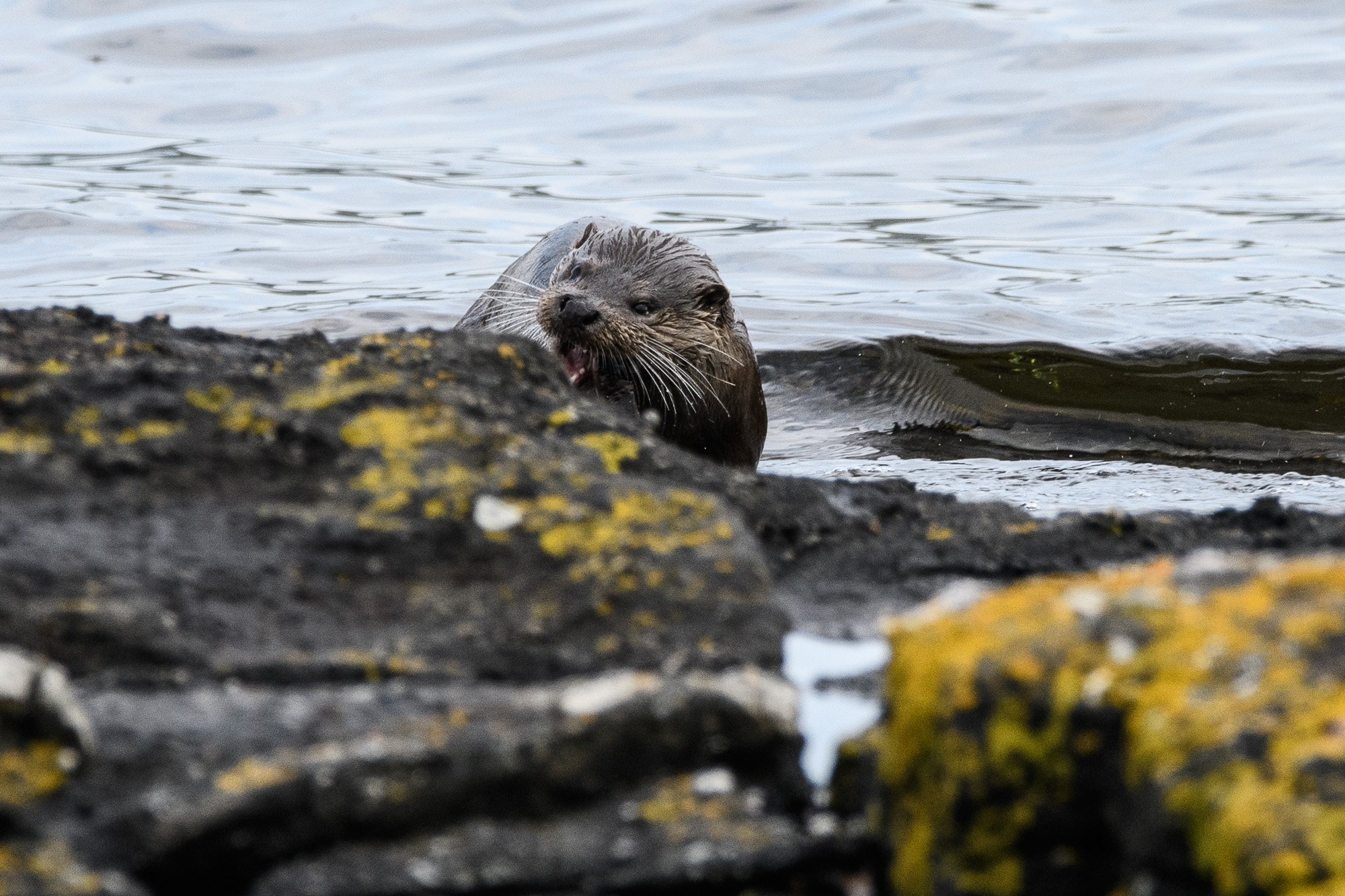 20210610Mull-Otter0037.jpg