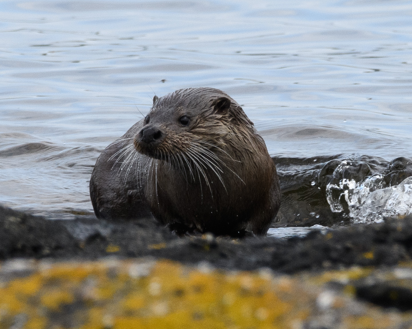 20210610Mull-Otter0050.jpg