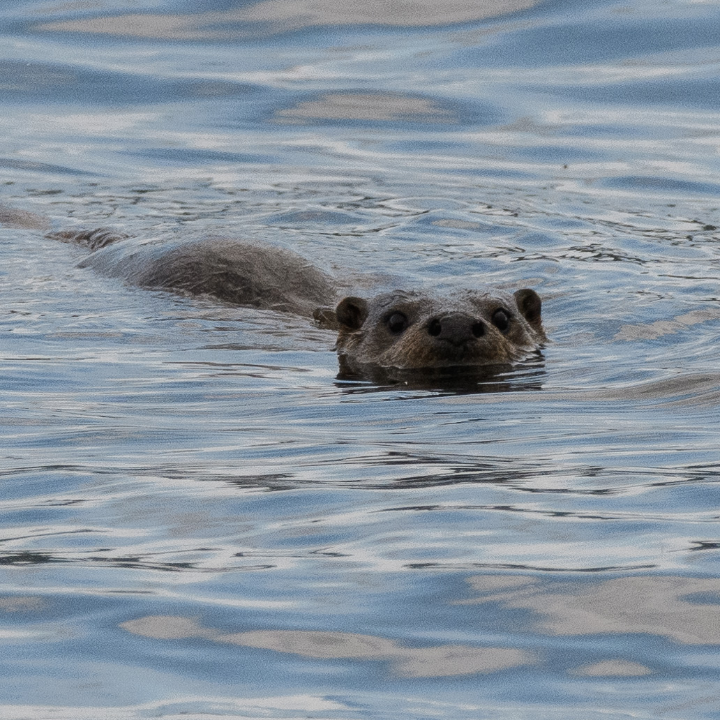 20210610Mull-Otter0082.jpg