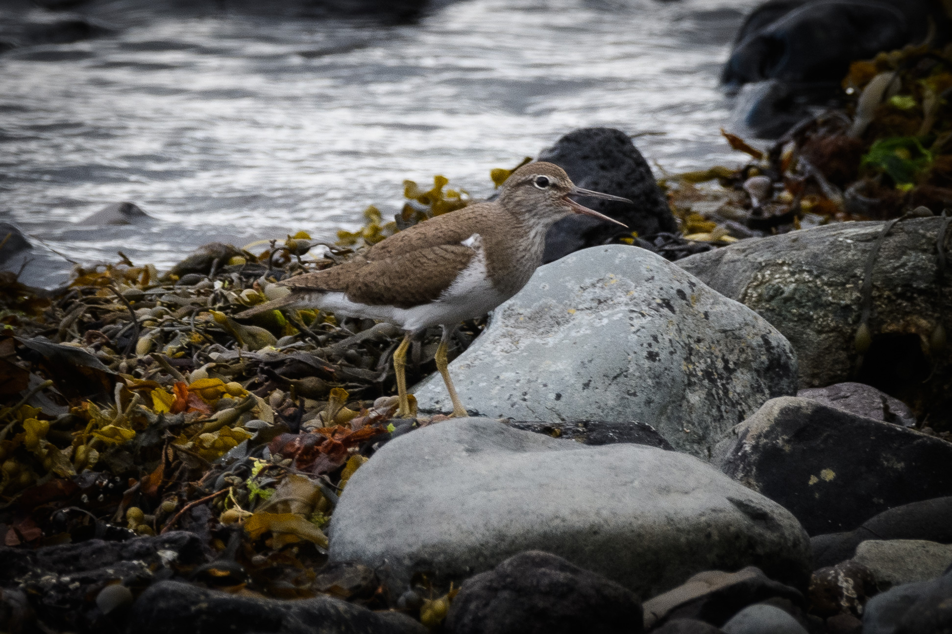 20210610Mull-Otter0094.jpg