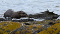 20210610Mull-Otter0058.jpg