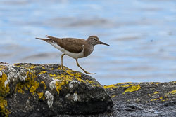 20210610Mull-Otter0067.jpg