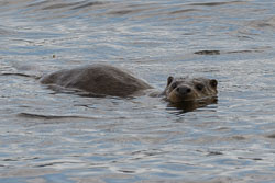 20210610Mull-Otter0076.jpg