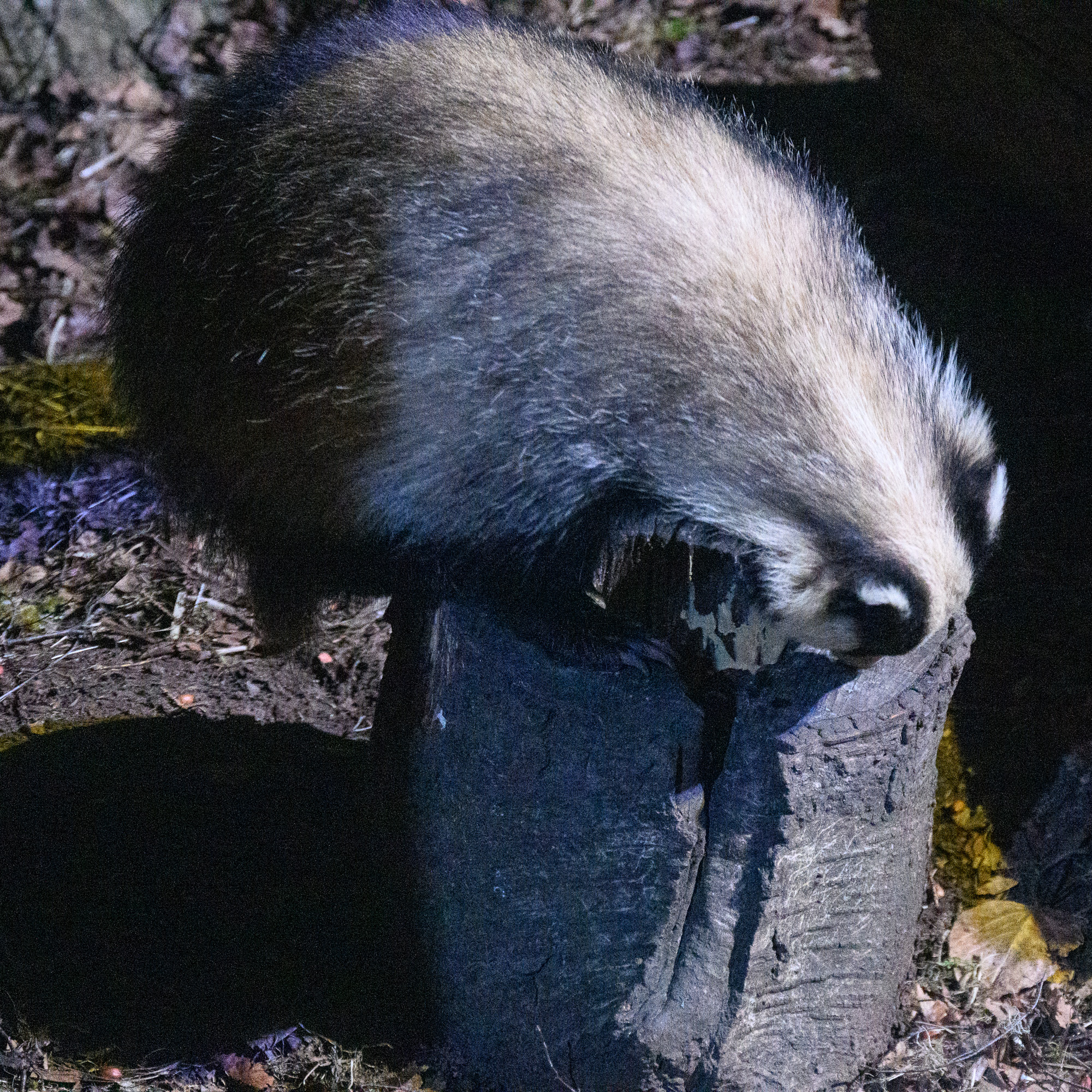 20250405Scotland0165.jpg