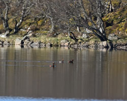 20250403Scotland0013.jpg