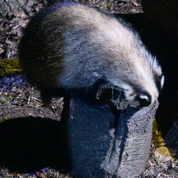 20250405Scotland0165.jpg 20250405Scotland0165.jpg