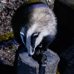 20250405Scotland0171.jpg 20250405Scotland0171.jpg