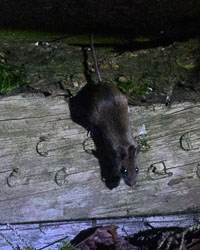 20250405Scotland0187.jpg 20250405Scotland0187.jpg