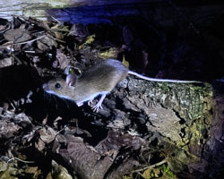 20250405Scotland0213.jpg 20250405Scotland0213.jpg