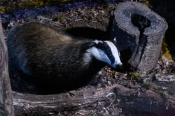 20250405Scotland0232.jpg 20250405Scotland0232.jpg