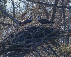 20250406Scotland0261.jpg 20250406Scotland0261.jpg