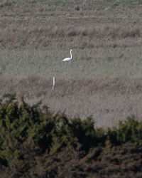 20250406Scotland0273.jpg 20250406Scotland0273.jpg