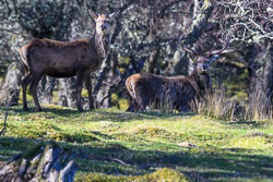 20250407Scotland0284.jpg 20250407Scotland0284.jpg