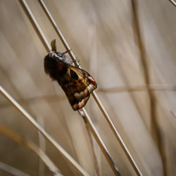 20250407Scotland0287.jpg 20250407Scotland0287.jpg