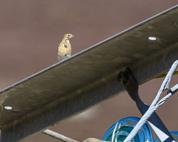 20250407Scotland0295.jpg 20250407Scotland0295.jpg