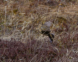 20250407Scotland0296.jpg 20250407Scotland0296.jpg