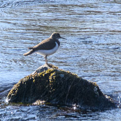 20250407Scotland0306-Enhanced-NR.jpg 20250407Scotland0306-Enhanced-NR.jpg