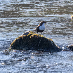 20250407Scotland0308.jpg 20250407Scotland0308.jpg