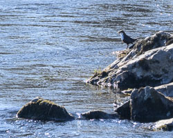 20250407Scotland0320.jpg 20250407Scotland0320.jpg