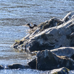 20250407Scotland0326.jpg 20250407Scotland0326.jpg