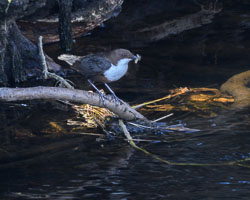 20250407Scotland0346.jpg 20250407Scotland0346.jpg