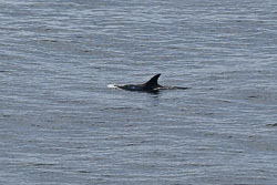 20260513Shetland0008.jpg