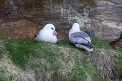20260524Caithness0032.jpg 20260524Caithness0032.jpg