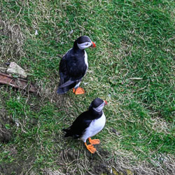 Caithness, May 2026