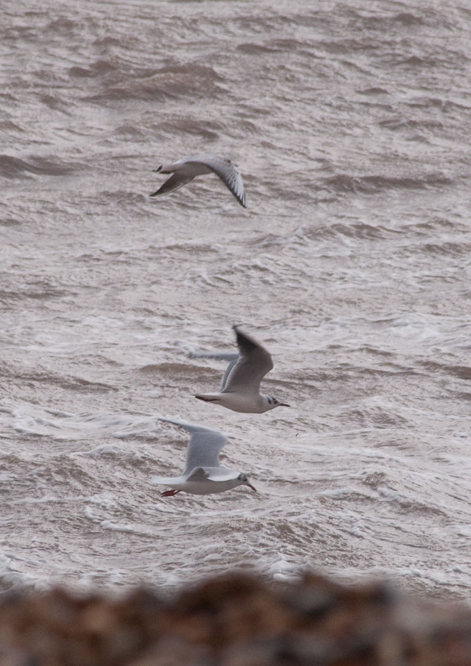 200911_Lyme_Regis_0125.jpg